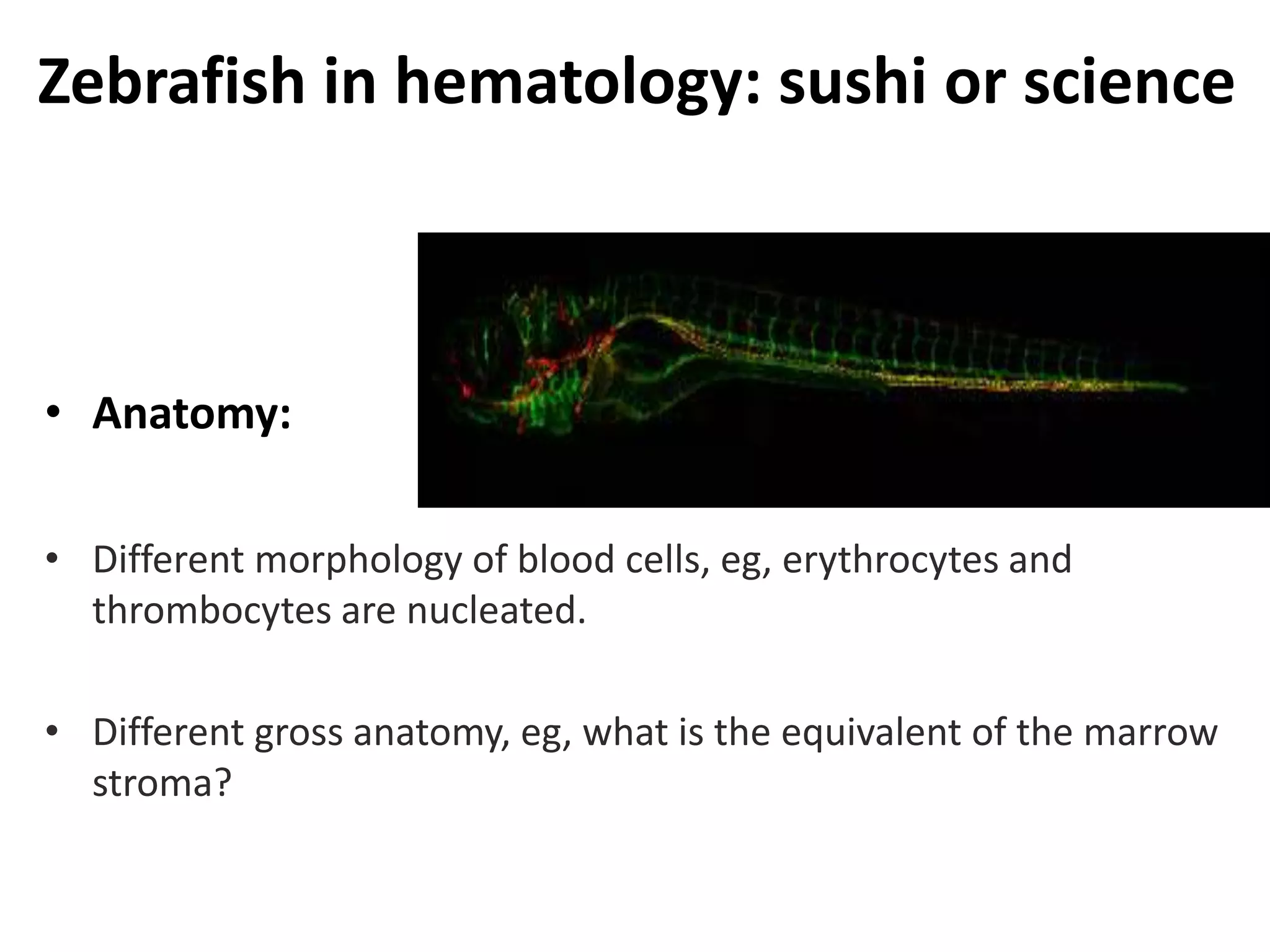 Zebrafish in hematology: sushi or science
• Anatomy:
• Different morphology of blood cells, eg, erythrocytes and
thrombocytes are nucleated.
• Different gross anatomy, eg, what is the equivalent of the marrow
stroma?
 