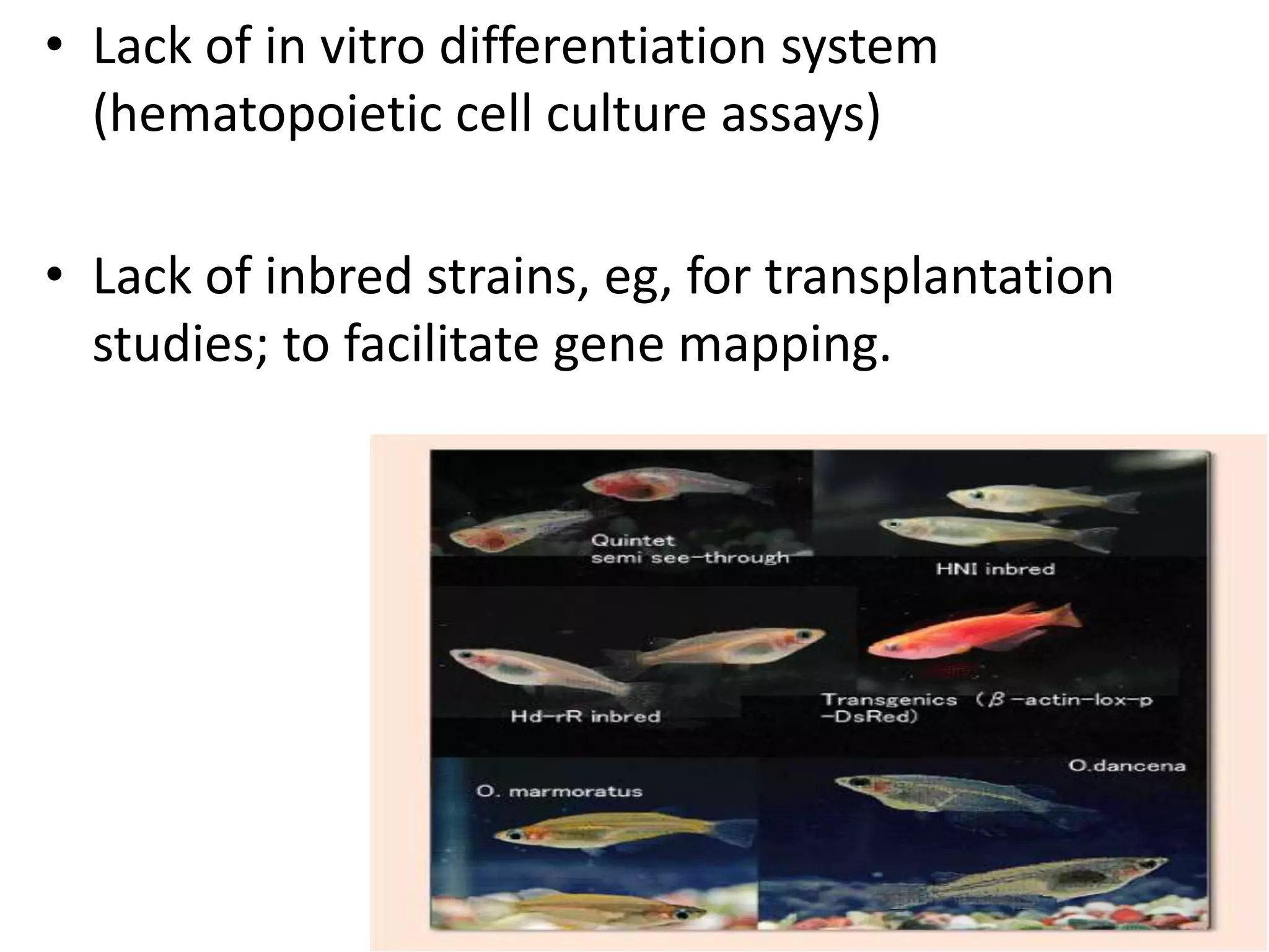 • Lack of in vitro differentiation system
(hematopoietic cell culture assays)
• Lack of inbred strains, eg, for transplantation
studies; to facilitate gene mapping.
 