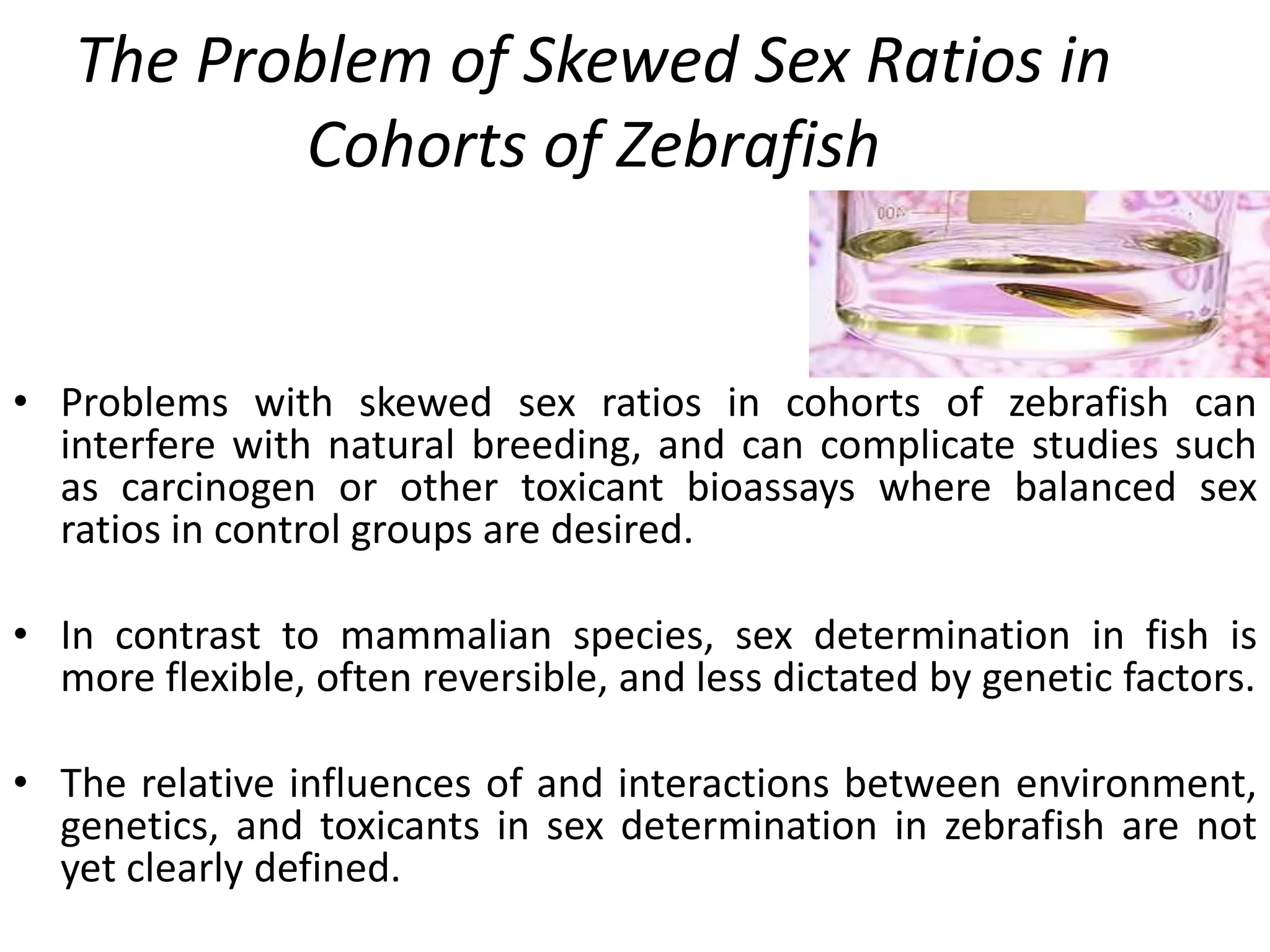 The Problem of Skewed Sex Ratios in
Cohorts of Zebrafish
• Problems with skewed sex ratios in cohorts of zebrafish can
interfere with natural breeding, and can complicate studies such
as carcinogen or other toxicant bioassays where balanced sex
ratios in control groups are desired.
• In contrast to mammalian species, sex determination in fish is
more flexible, often reversible, and less dictated by genetic factors.
• The relative influences of and interactions between environment,
genetics, and toxicants in sex determination in zebrafish are not
yet clearly defined.
 