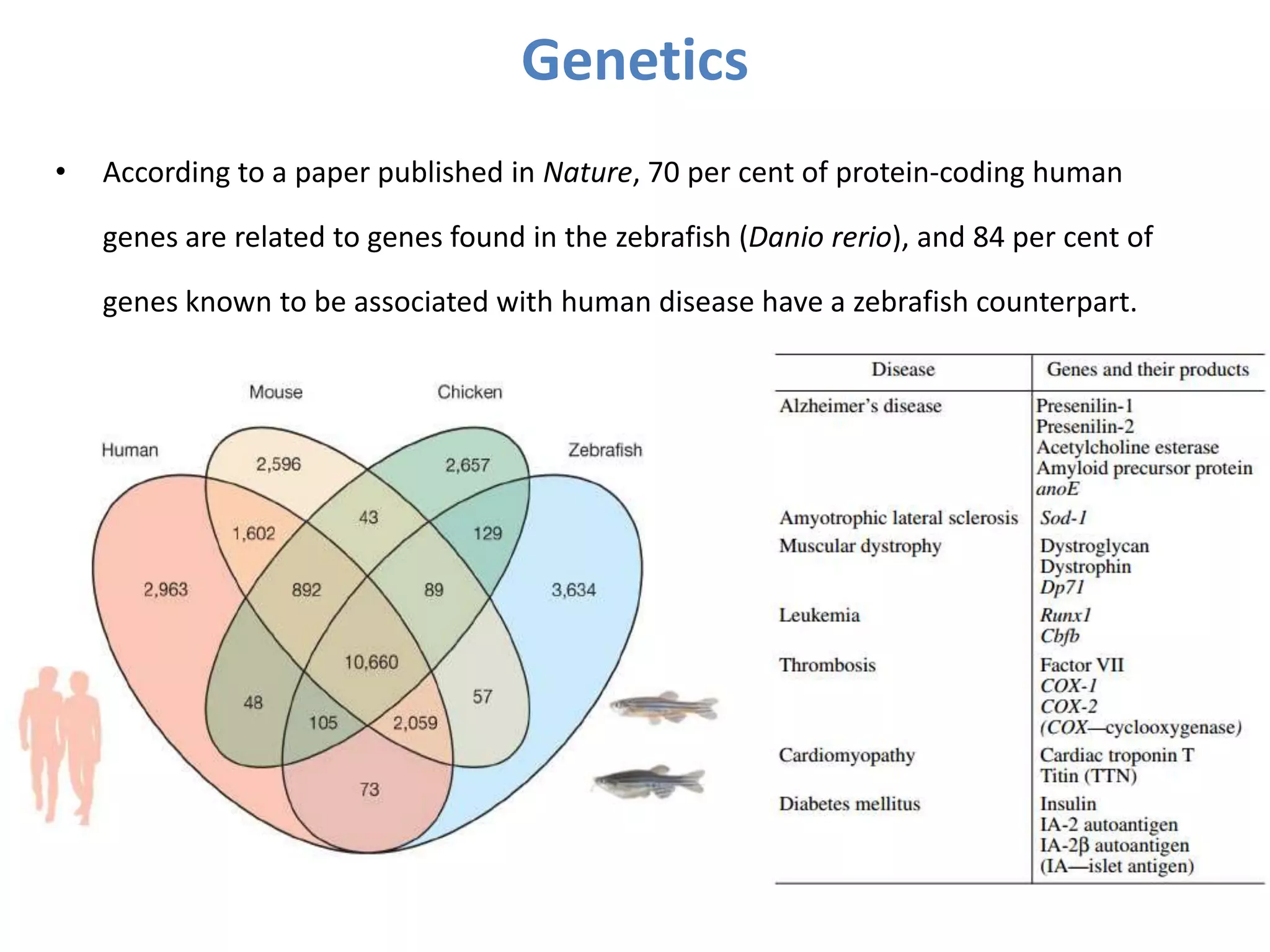 Genetics
• According to a paper published in Nature, 70 per cent of protein-coding human
genes are related to genes found in the zebrafish (Danio rerio), and 84 per cent of
genes known to be associated with human disease have a zebrafish counterpart.
 