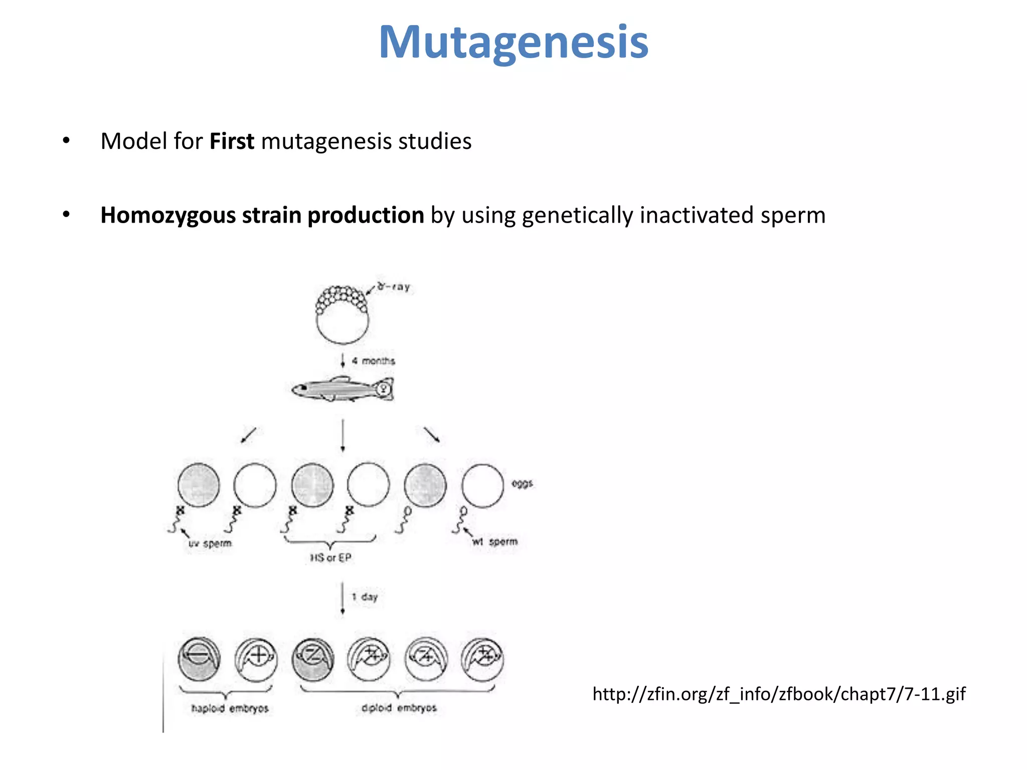Mutagenesis
• Model for First mutagenesis studies
• Homozygous strain production by using genetically inactivated sperm
http://zfin.org/zf_info/zfbook/chapt7/7-11.gif
 