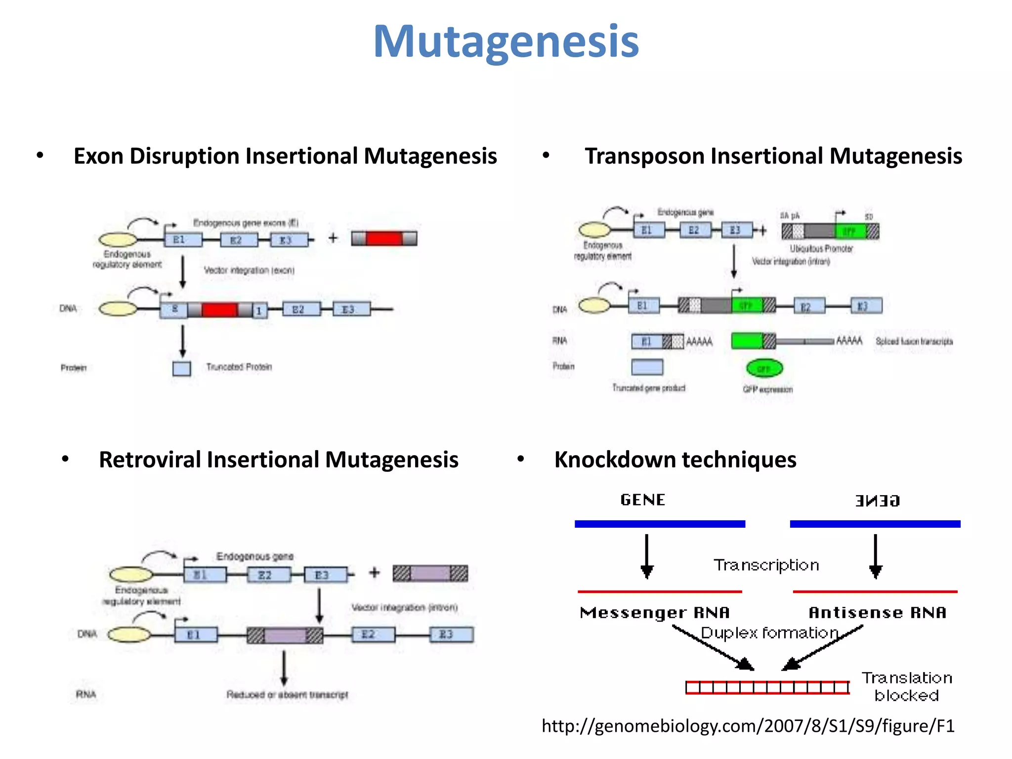 Mutagenesis
• Exon Disruption Insertional Mutagenesis
• Retroviral Insertional Mutagenesis
• Transposon Insertional Mutagenesis
http://genomebiology.com/2007/8/S1/S9/figure/F1
• Knockdown techniques
 