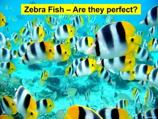 Zebra Fish – Are they perfect?
 