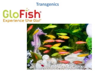 Transgenics
 
