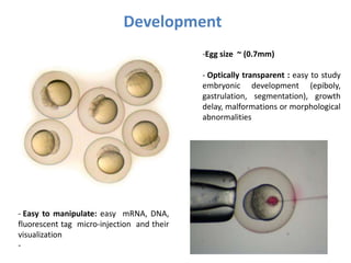 - Easy to manipulate: easy mRNA, DNA,
fluorescent tag micro-injection and their
visualization
-
Development
-Egg size ~ (0.7mm)
- Optically transparent : easy to study
embryonic development (epiboly,
gastrulation, segmentation), growth
delay, malformations or morphological
abnormalities
 