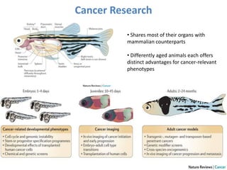 Cancer Research
• Shares most of their organs with
mammalian counterparts
• Differently aged animals each offers
distinct advantages for cancer-relevant
phenotypes
 
