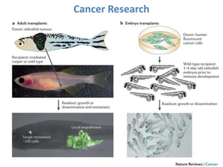 Cancer Research
 