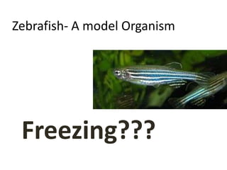 Zebrafish- A model Organism
Freezing???
 
