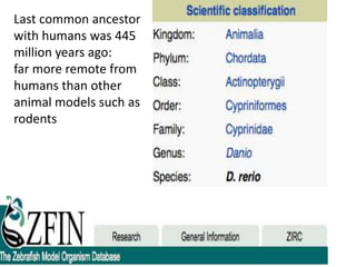 Last common ancestor
with humans was 445
million years ago:
far more remote from
humans than other
animal models such as
rodents
 