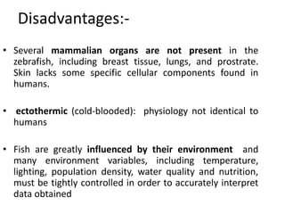 Disadvantages:-
• Several mammalian organs are not present in the
zebrafish, including breast tissue, lungs, and prostrate.
Skin lacks some specific cellular components found in
humans.
• ectothermic (cold-blooded): physiology not identical to
humans
• Fish are greatly influenced by their environment and
many environment variables, including temperature,
lighting, population density, water quality and nutrition,
must be tightly controlled in order to accurately interpret
data obtained
 