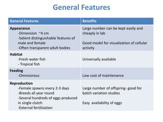 General Features Benefits
Appearance
-Dimension ~4 cm
-Salient distinguishable features of
male and female
-Often transparent adult bodies
Large number can be kept easily and
cheaply in lab
Good model for visualization of cellular
activity
Habitat
-Fresh water fish
- Tropical fish
Universally available
Feeding
-Omnivorous Low cost of maintenance
Reproduction
-Female spawns every 2-3 days
-Breeds all year round
-Several hundreds of eggs produced
in single clutch
-External fertilization
Large number of offspring- good for
batch variation studies
Easy availability of eggs
General Features
 
