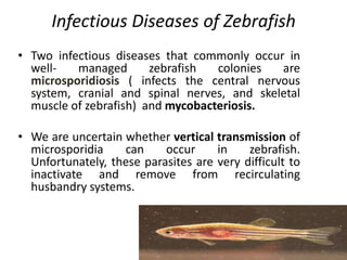 Infectious Diseases of Zebrafish
• Two infectious diseases that commonly occur in
well- managed zebrafish colonies are
microsporidiosis ( infects the central nervous
system, cranial and spinal nerves, and skeletal
muscle of zebrafish) and mycobacteriosis.
• We are uncertain whether vertical transmission of
microsporidia can occur in zebrafish.
Unfortunately, these parasites are very difficult to
inactivate and remove from recirculating
husbandry systems.
 