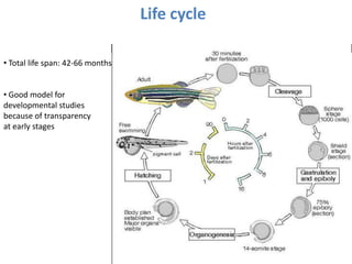 Life cycle
• Total life span: 42-66 months
• Good model for
developmental studies
because of transparency
at early stages
 