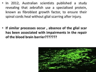 • In 2012, Australian scientists published a study
revealing that zebrafish use a specialised protein,
known as fibroblast growth factor, to ensure their
spinal cords heal without glial scarring after injury.
• If similar processes occur , absence of the glial scar
has been associated with impairments in the repair
of the blood brain barrier???????
 
