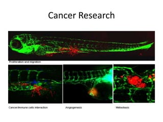 Cancer Research
 