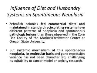 Influence of Diet and Husbandry
Systems on Spontaneous Neoplasia
• Zebrafish colonies fed commercial diets and
maintained in standard recirculating systems have
different patterns of neoplasia and spontaneous
pathologic lesions than those observed in the Core
Fish Facility of the Marine/Freshwater Center at
Oregon State University.
• But systemic mechanism of this spontaneous
neoplasia, its molecular basis and gene expression
variance has not been characterized, challenging
its suitability to cancer model or toxicity research.
 