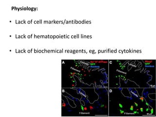 Physiology:
• Lack of cell markers/antibodies
• Lack of hematopoietic cell lines
• Lack of biochemical reagents, eg, purified cytokines
 