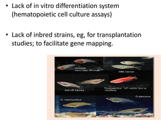 • Lack of in vitro differentiation system
(hematopoietic cell culture assays)
• Lack of inbred strains, eg, for transplantation
studies; to facilitate gene mapping.
 
