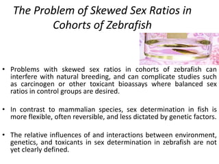 The Problem of Skewed Sex Ratios in
Cohorts of Zebrafish
• Problems with skewed sex ratios in cohorts of zebrafish can
interfere with natural breeding, and can complicate studies such
as carcinogen or other toxicant bioassays where balanced sex
ratios in control groups are desired.
• In contrast to mammalian species, sex determination in fish is
more flexible, often reversible, and less dictated by genetic factors.
• The relative influences of and interactions between environment,
genetics, and toxicants in sex determination in zebrafish are not
yet clearly defined.
 