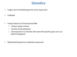 Genetics
• Largest set of vertebrate genome so far sequenced
• Eudiploid
• Unique features of chromosomal DNA
– Unique repeat content
– Scarcity of pseudo-genes
– Chromosome 4 is enriched with zebra fish specific genes and sex-
determining genes
• Mitochondrial genome completely sequenced
 