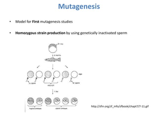 Mutagenesis
• Model for First mutagenesis studies
• Homozygous strain production by using genetically inactivated sperm
http://zfin.org/zf_info/zfbook/chapt7/7-11.gif
 