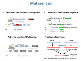 Mutagenesis
• Exon Disruption Insertional Mutagenesis
• Retroviral Insertional Mutagenesis
• Transposon Insertional Mutagenesis
http://genomebiology.com/2007/8/S1/S9/figure/F1
• Knockdown techniques
 