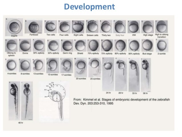 Zebrafish Development Chart