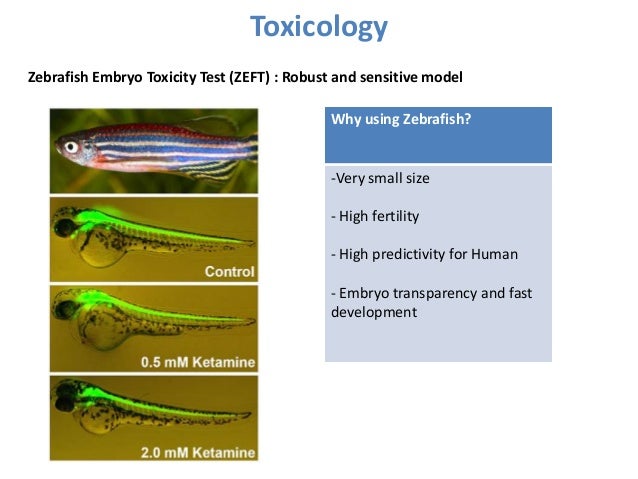 Zebrafish model