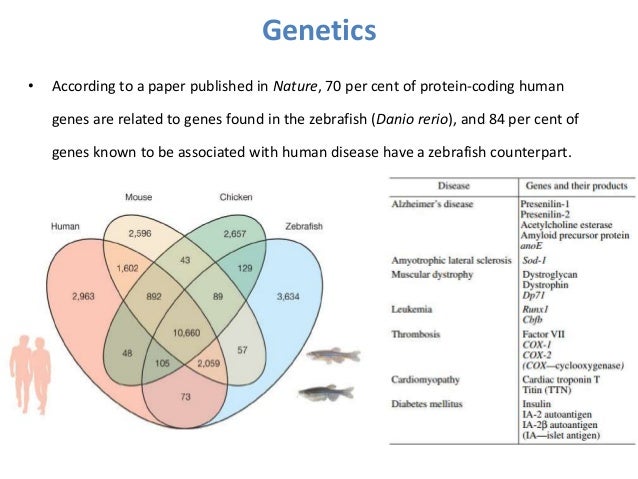Zebrafish model