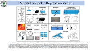 Zebra fish model | PPT