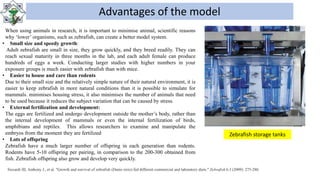 Zebra fish model | PPT