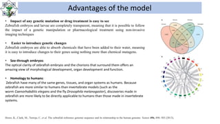 Advantages of the model
• Impact of any genetic mutation or drug treatment is easy to see
Zebrafish embryos and larvae are completely transparent, meaning that it is possible to follow
the impact of a genetic manipulation or pharmacological treatment using non-invasive
imaging techniques
• Easier to introduce genetic changes
Zebrafish embryos are able to absorb chemicals that have been added to their water, meaning
it is easy to introduce changes to their genes using nothing more than chemical mutagens.
• See-through embryos:
The optical clarity of zebrafish embryos and the chorions that surround them offers an
amazing view of morphological development, organ development and function.
• Homology to humans:
Zebrafish have many of the same genes, tissues, and organ systems as humans. Because
zebrafish are more similar to humans than invertebrate models (such as the
worm Caenorhabditis elegans and the fly Drosophila melanogaster), discoveries made in
zebrafish are more likely to be directly applicable to humans than those made in invertebrate
systems.
Howe, K., Clark, M., Torroja, C. et al. The zebrafish reference genome sequence and its relationship to the human genome. Nature 496, 498–503 (2013).
 