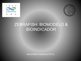 ZEBRAFISH: BIOMODELO &
BIOINDICADOR
María Beatriz Espinosa (Ph.D)
 