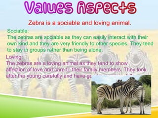 Zebra is a sociable and loving animal.
Sociable:
The zebras are sociable as they can easily interact with their
own kind and they are very friendly to other species. They tend
to stay in groups rather than being alone.
Loving:
The zebras are a loving animal as they tend to show
affection of love and care to their family members. They look
after the young carefully and have good parenting skills.
 