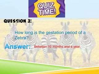 How long is the gestation period of a
Zebra?
Between 10 months and a year.
QUESTION 3:
 