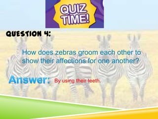 How does zebras groom each other to
show their affections for one another?
By using their teeth.
QUESTION 4:
 