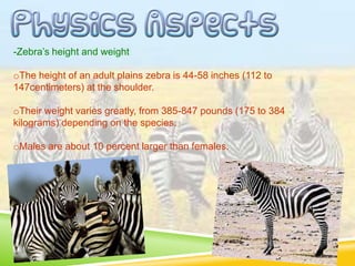 -Zebra’s height and weight
oThe height of an adult plains zebra is 44-58 inches (112 to
147centimeters) at the shoulder.
oTheir weight varies greatly, from 385-847 pounds (175 to 384
kilograms) depending on the species.
oMales are about 10 percent larger than females.
 