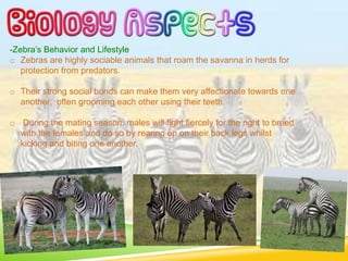 -Zebra’s Behavior and Lifestyle
o Zebras are highly sociable animals that roam the savanna in herds for
protection from predators.
o Their strong social bonds can make them very affectionate towards one
another, often grooming each other using their teeth.
o During the mating season, males will fight fiercely for the right to breed
with the females and do so by rearing up on their back legs whilst
kicking and biting one another.
 