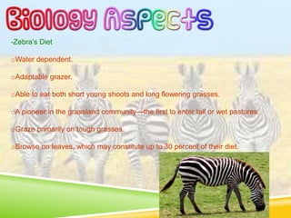 -Zebra’s Diet
oWater dependent.
oAdaptable grazer.
oAble to eat both short young shoots and long flowering grasses.
oA pioneer in the grassland community—the first to enter tall or wet pastures.
oGraze primarily on tough grasses.
oBrowse on leaves, which may constitute up to 30 percent of their diet.
 