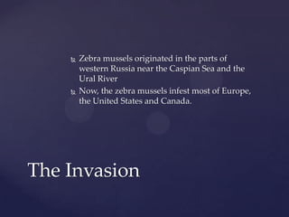 Zebra mussels | PPT