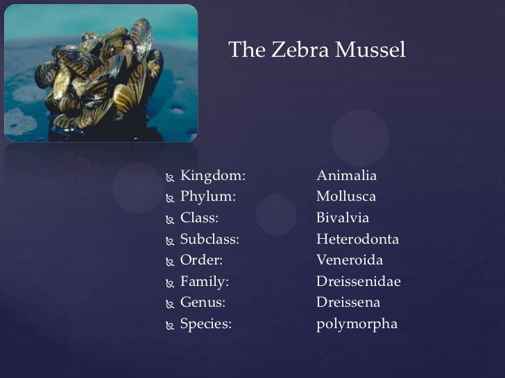Zebra mussels