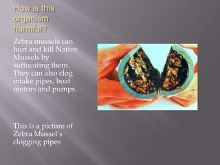 Zebra mussels.pptx by sophie | PPT
