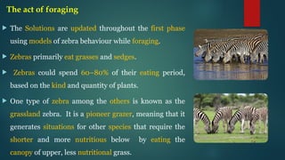 The act of foraging
 The Solutions are updated throughout the first phase
using models of zebra behaviour while foraging.
 Zebras primarily eat grasses and sedges.
 Zebras could spend 60–80% of their eating period,
based on the kind and quantity of plants.
 One type of zebra among the others is known as the
grassland zebra. It is a pioneer grazer, meaning that it
generates situations for other species that require the
shorter and more nutritious below by eating the
canopy of upper, less nutritional grass.
 