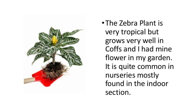 Zebra plant aphelandra squarrosa