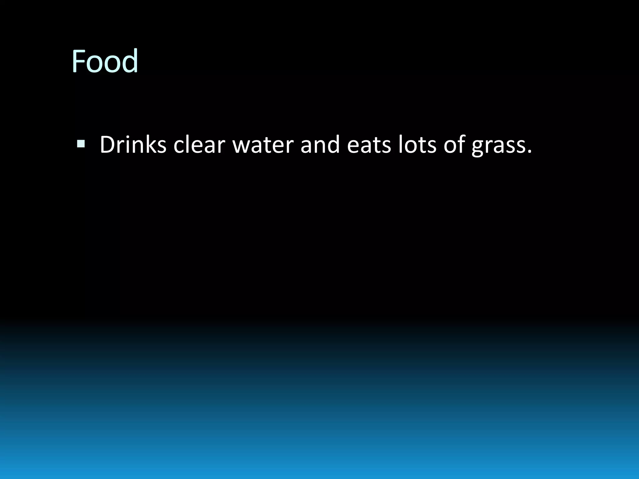 FoodDrinks clear water and eats lots of grass.