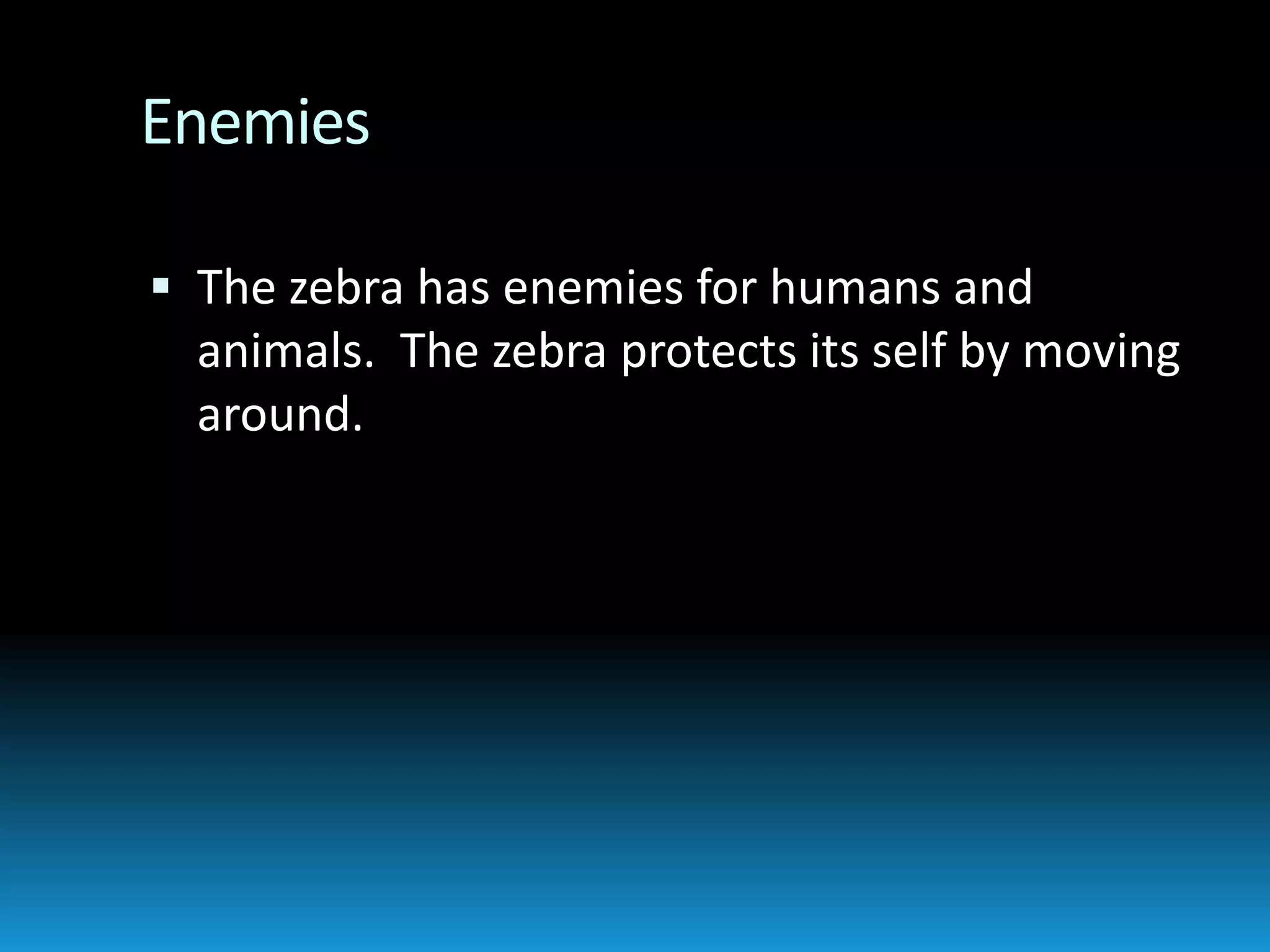 EnemiesThe zebra has enemies for humans and animals.  The zebra protects its self by moving around.