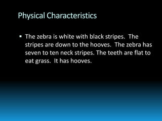 Physical CharacteristicsThe zebra is white with black stripes.  The stripes are down to the hooves.  The zebra has seven to ten neck stripes. The teeth are flat to eat grass.  It has hooves.