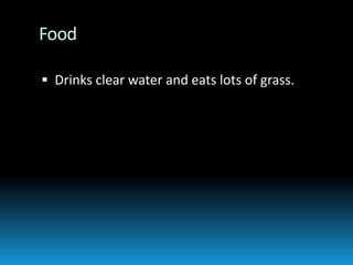 FoodDrinks clear water and eats lots of grass.