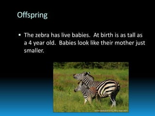 OffspringThe zebra has live babies.  At birth is as tall as a 4 year old.  Babies look like their mother just smaller.