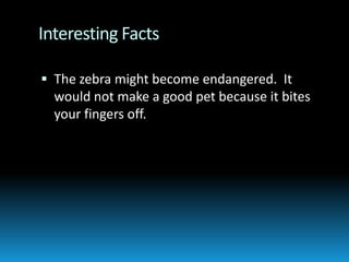 Interesting FactsThe zebra might become endangered.  It would not make a good pet because it bites your fingers off.
